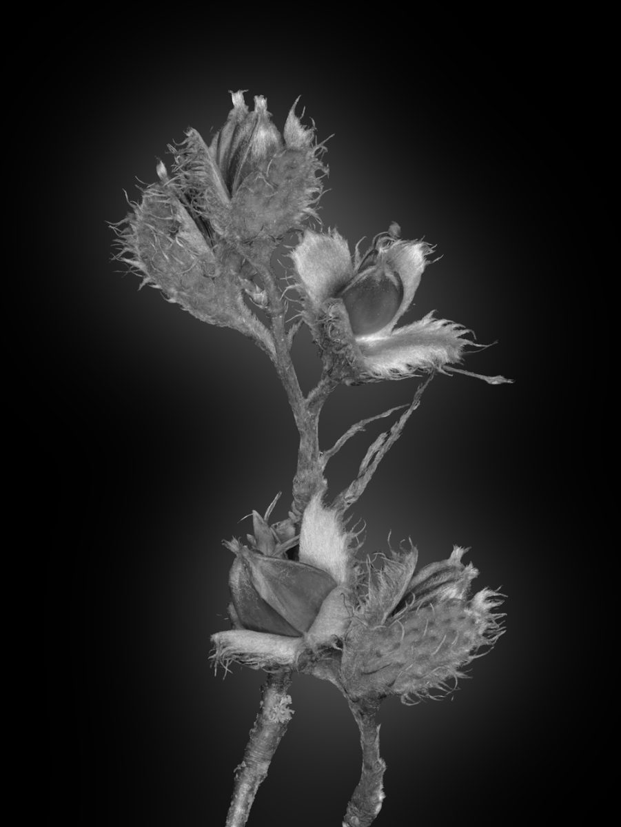 HeRi-20260905 0838