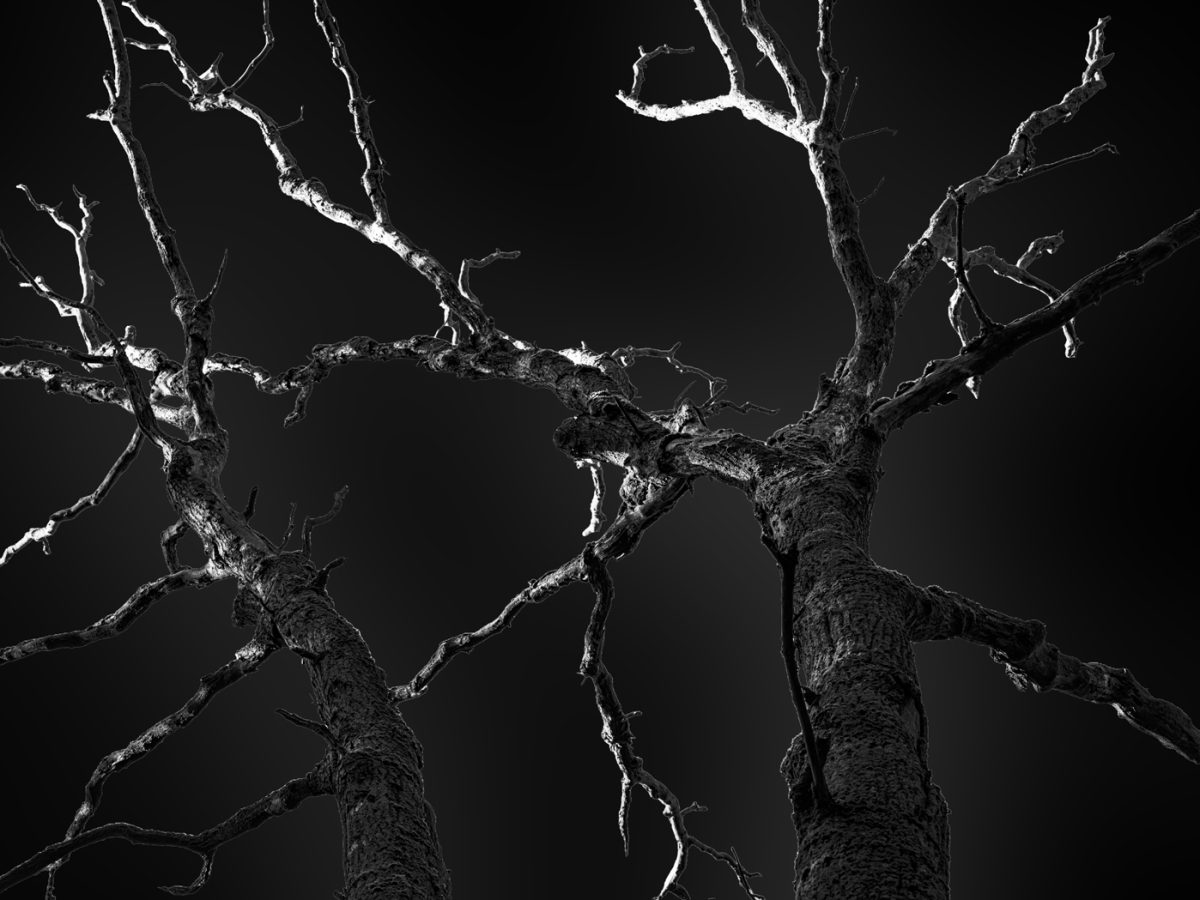 Imagination - dead trees